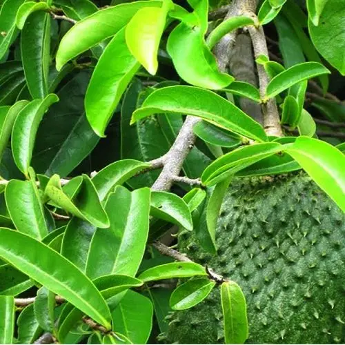 High Quality Soursop Leaves Extract Powder (Mekong Herbals) Mrs Ella Nguyen: Webchat: cellphone: +84938898920