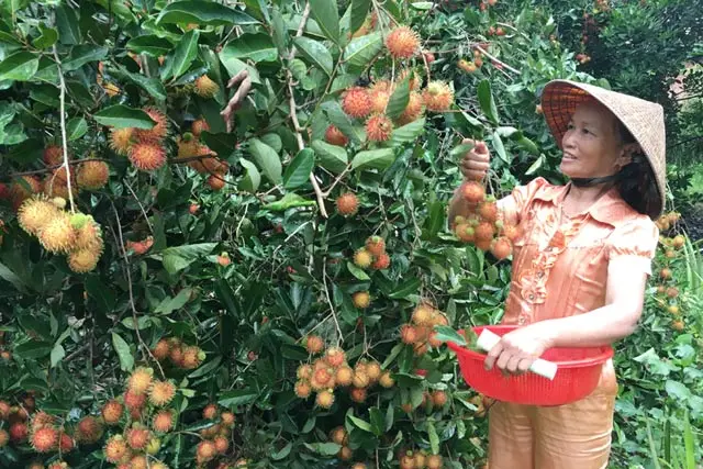 PREMIUM QUALITY FRESH RAMBUTANS FRUIT/VIETNAM FRESH MANGOSTEEN