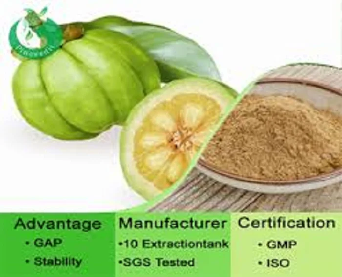 Garcinia Cambogia (80 % ) HCA garcinia cambogia extract pure 60
