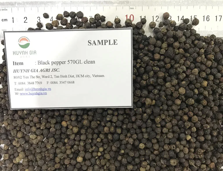 Vietnam Manufacturer High Quality Raw Processing Clean Dried Black Pepper 570 GL With 2 Years Shelf Life