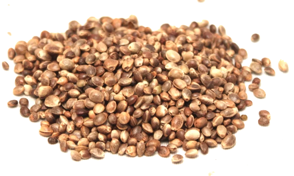 
Hemp Seeds,High quality Hemp Seeds For Sale,Hemp Seeds of best quality 