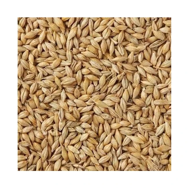 
 Высококачественные семена ячменя по рыночной цене  