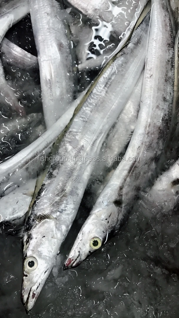 Frozen Fish Fresh Tilapia Supplier Block Bulk Style Packaging Package Weight Lbs Shelf Origin Latin Frozen Ribbonfish Whole Part