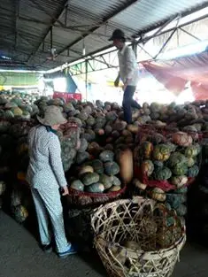 Fresh Pumpkin With The Best Quality