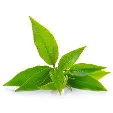 Beauty And Skin Care 100% Pure And  Natural Green Tea Essential Absolute Oil