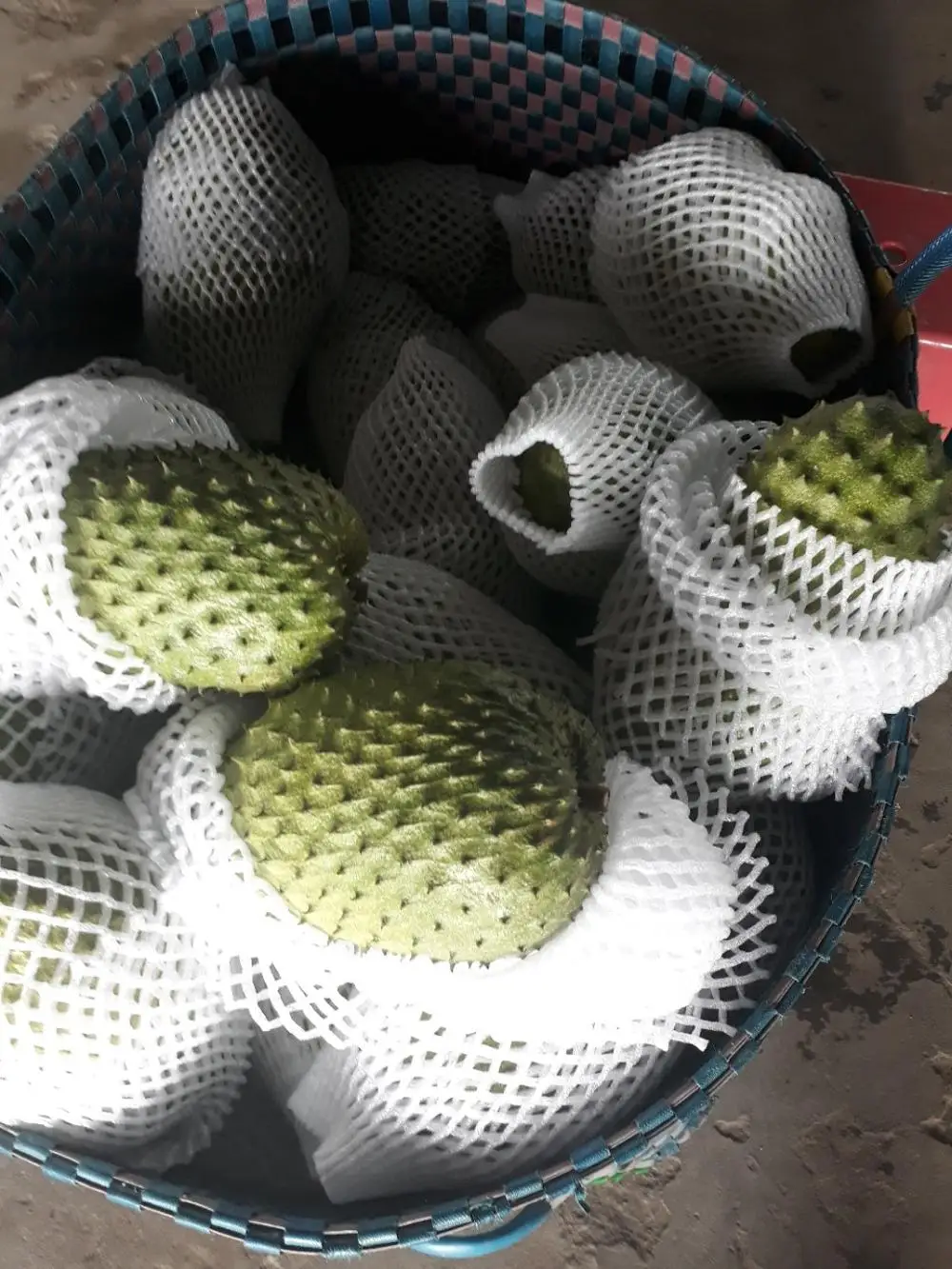 FRESH SOURSOP FRUIT (GRAVIOLA)