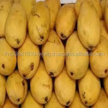 GOOD GOOD FRESH MANGO at HIGH QUALITY and COMPETITIVE PRICE