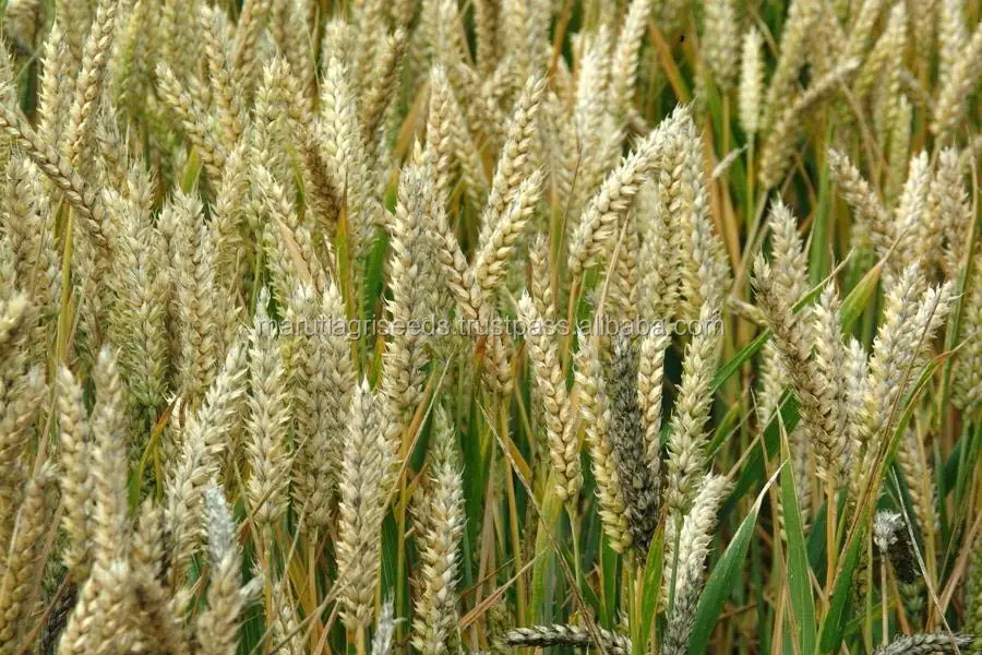 2017 Premium Quality Food For Bajara Seeds For Gambia