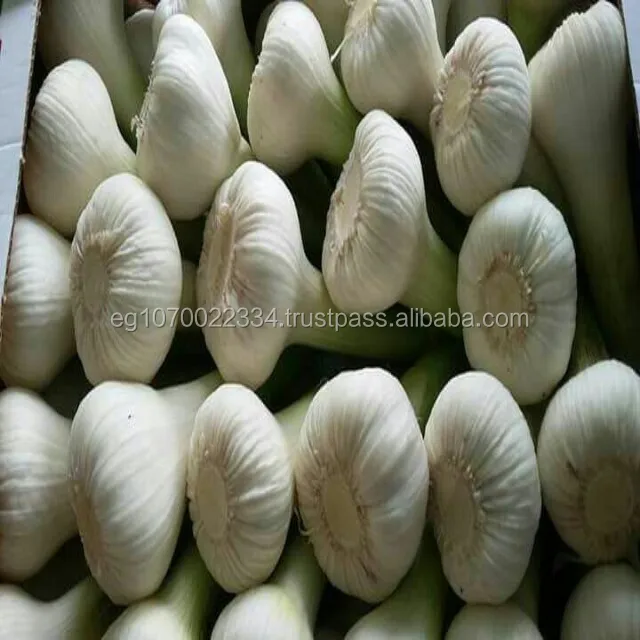 PREMIUM FRESH GARLIC! SPECIAL PRICE!