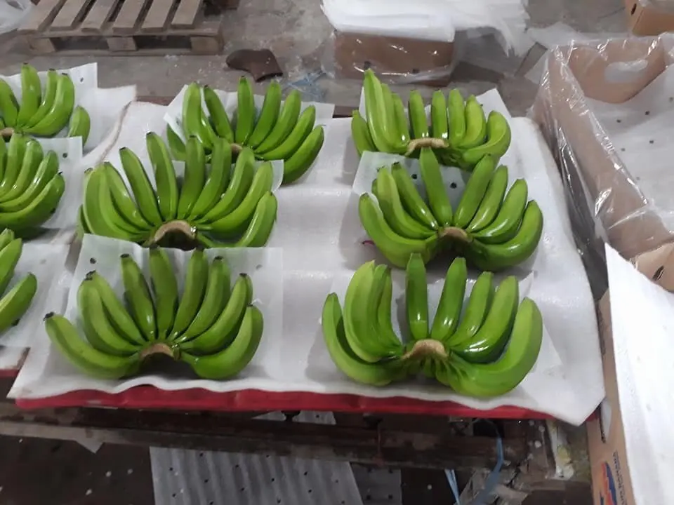 Long green banana Vietnam High quality Best price