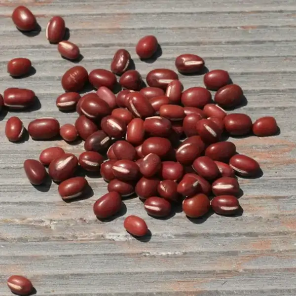 English Red Mung Bean (Adzuki Beans)
