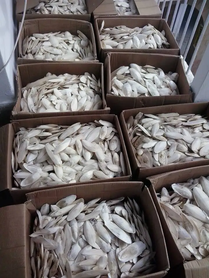 
DRIED CUTTLEFISH BONE MANY SIZE REASONABLE PRICE/ Shyn Tran +84382089109 