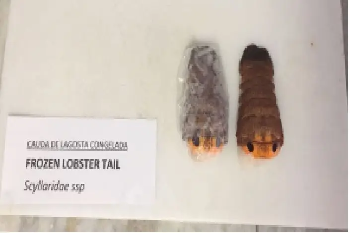 
SLIPPER LOBSTER 