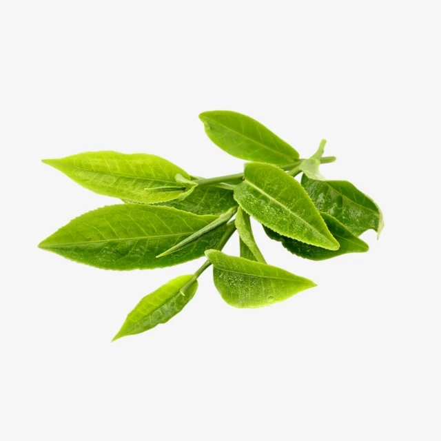 Beauty And Skin Care 100% Pure And  Natural Green Tea Essential Absolute Oil