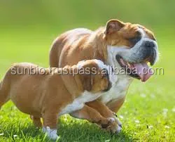 Neem Pet Shampoo extracted from pure neem kernel by cold presssed method for shiny, silky, smooth hair