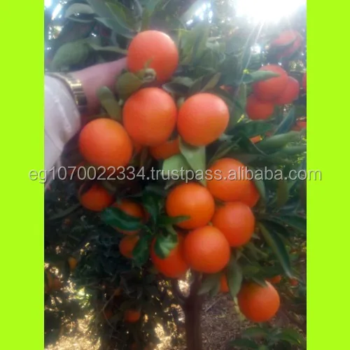 mandarin orange fruit for Congo, Democratic Republic of (DRC) market   speed shipping