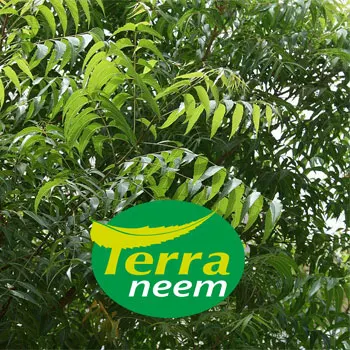 Neem Oil Pest Control natural way of cold processing method with high Azadirachtin content of minimum 3500ppm to4000 p