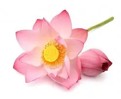 100% чистое и натуральное ароматическое масло Pink Lotus Attar высокого качества
