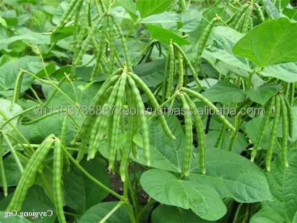 Высококачественная зеленая фасоль из Вьетнама в 2020 году