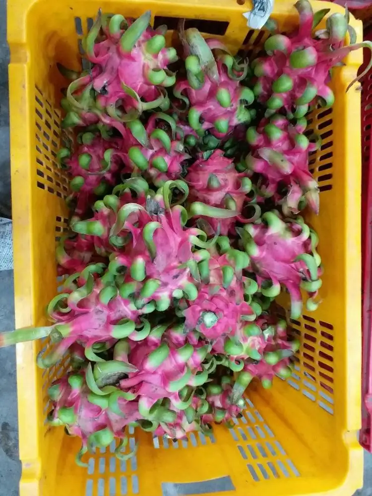 DRAGON FRUIT - VIETNAM DRAGON FRUIT -  FRESH WHITE DRAGON FRUIT - WHATSAPP+84-845-639-639
