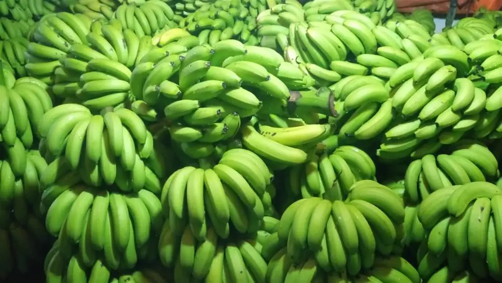 Long green banana Vietnam High quality Best price