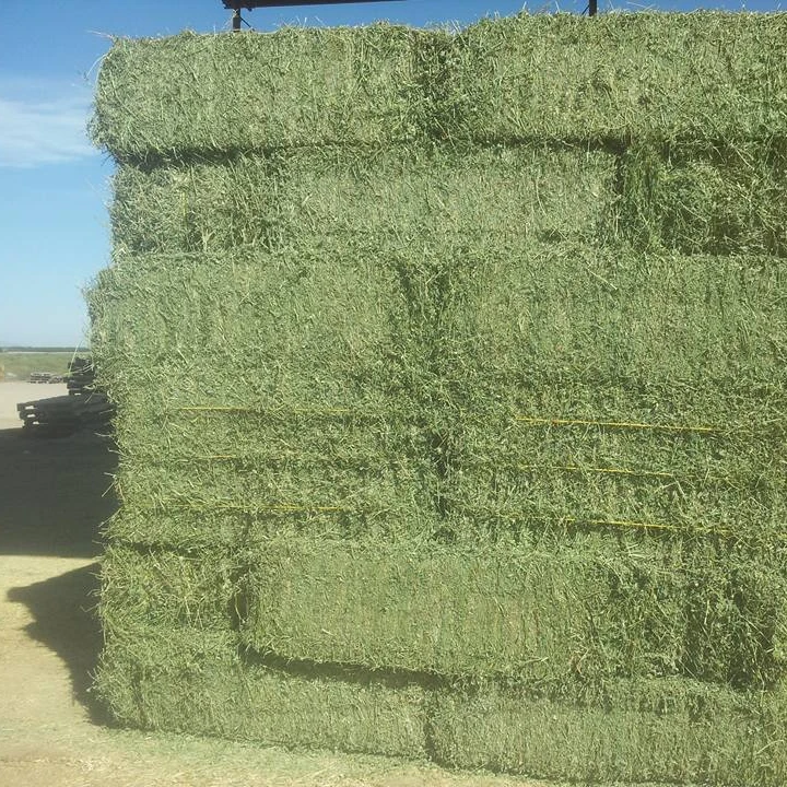 
Quality Grade Mixed hay, Timothy Hay & Alfafa Hay 