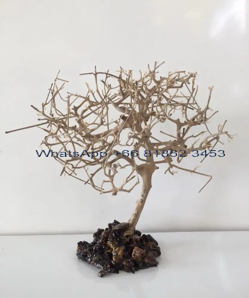 Aquarium Bonsai Driftwood