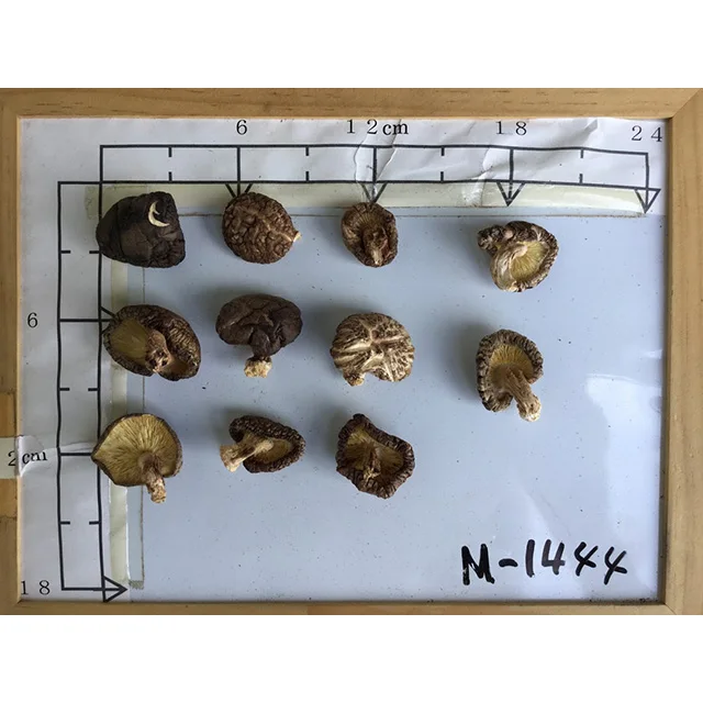 Japanese organic dried shiitake mushroom 1kg with small and mind size