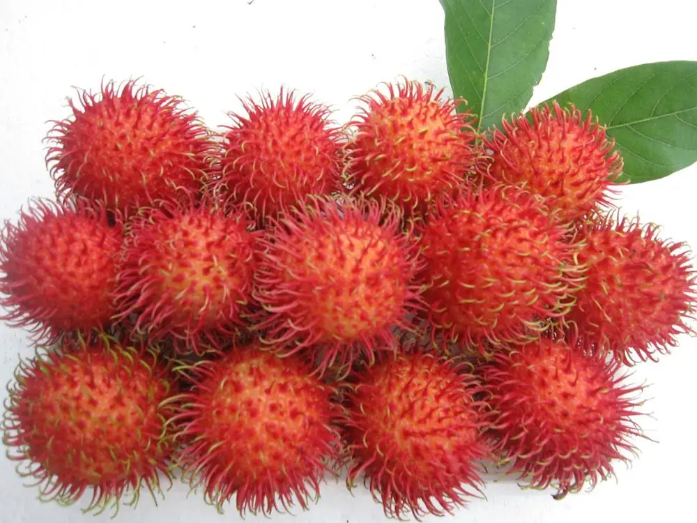 Fresh rambutan / Canned rambutan export standard