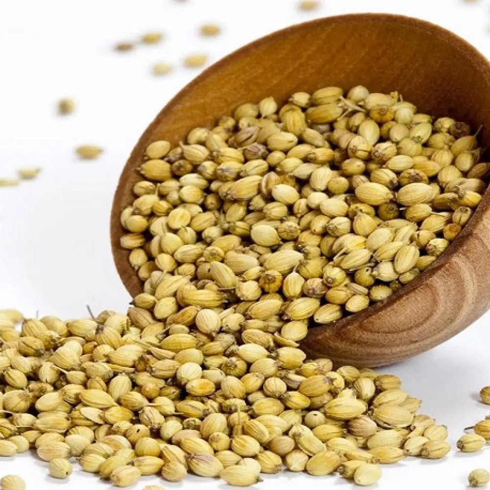 100 % Pure Fresh Dried Indian Wholesale Eagle Split Coriander Seed