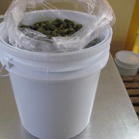 GHERKINS IN PLASTIC BUCKETS