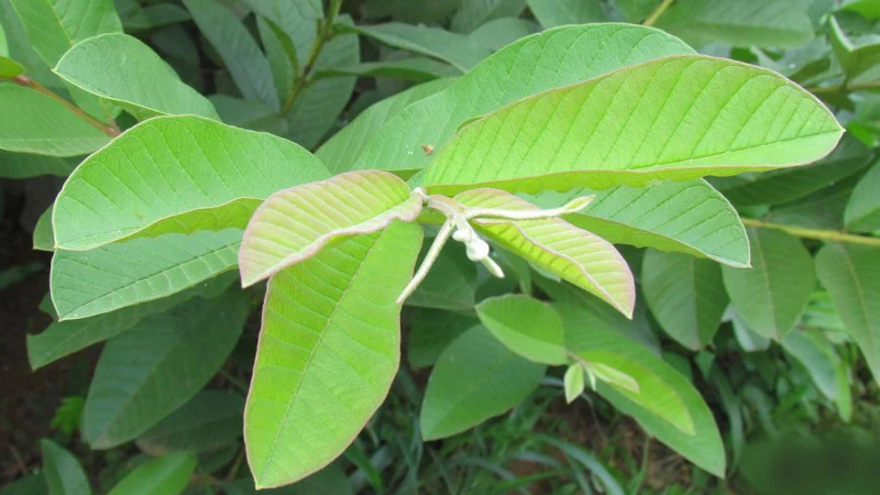 Гуава/сушеный лист, высушенный лист для заварника с чаем, чайный столикик, экстракт гуавы порошок/WHATSAPP + 84-845-639-639