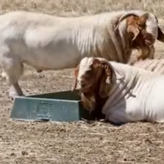 
Pure Bred Full Bloodline Boar and Saanen Goats 