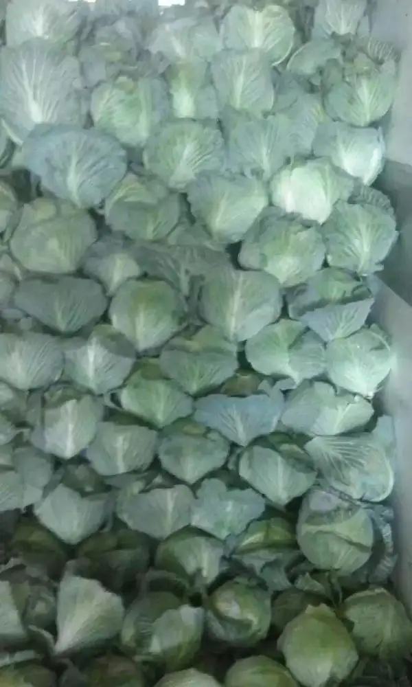 Fresh Cabbage
