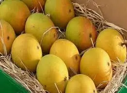  Свежие манго сладкие вкусные