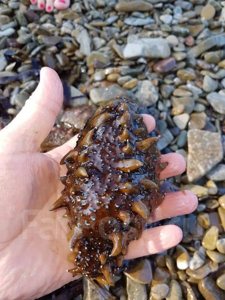 
Natural product with honey Far Eastern Trepang 