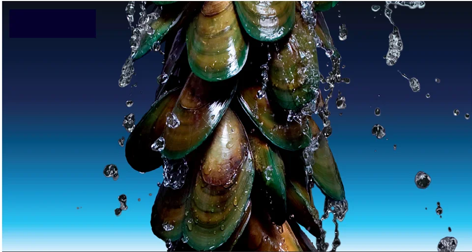 Pet Food Treats: Dried Green-lipped Mussel