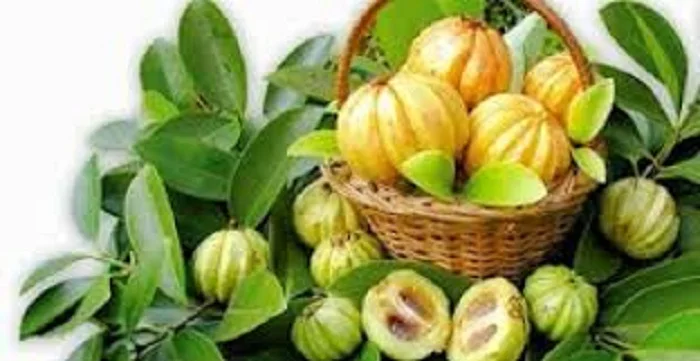Garcinia Cambogia (80 % ) HCA garcinia cambogia extract pure 60