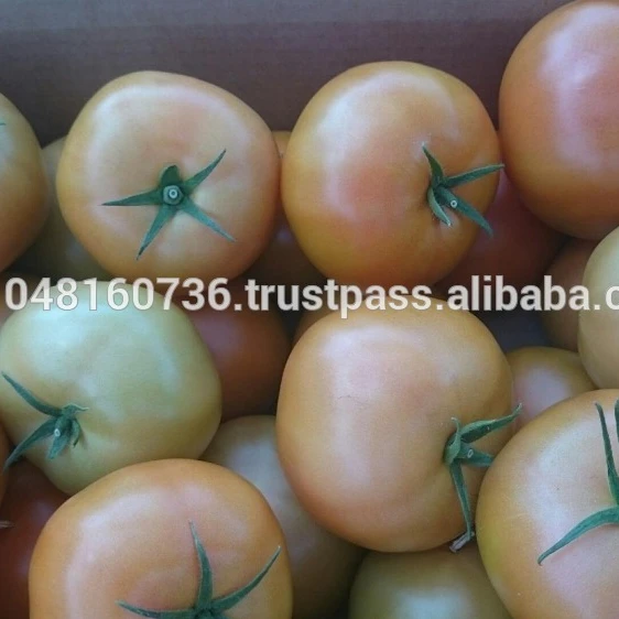 High quality Egyptian Tomatoes- Fresh Vegetables from Egypt