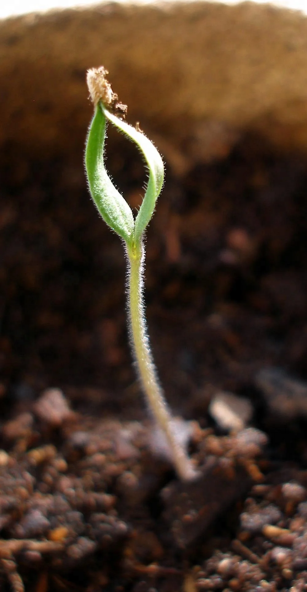 Гибридные индийские семена томатов