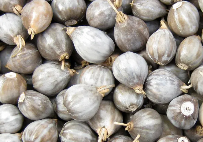 
COIX SEEDS export for buyer(Cell phone: +84-845-639-639 (Whatsapp)) 