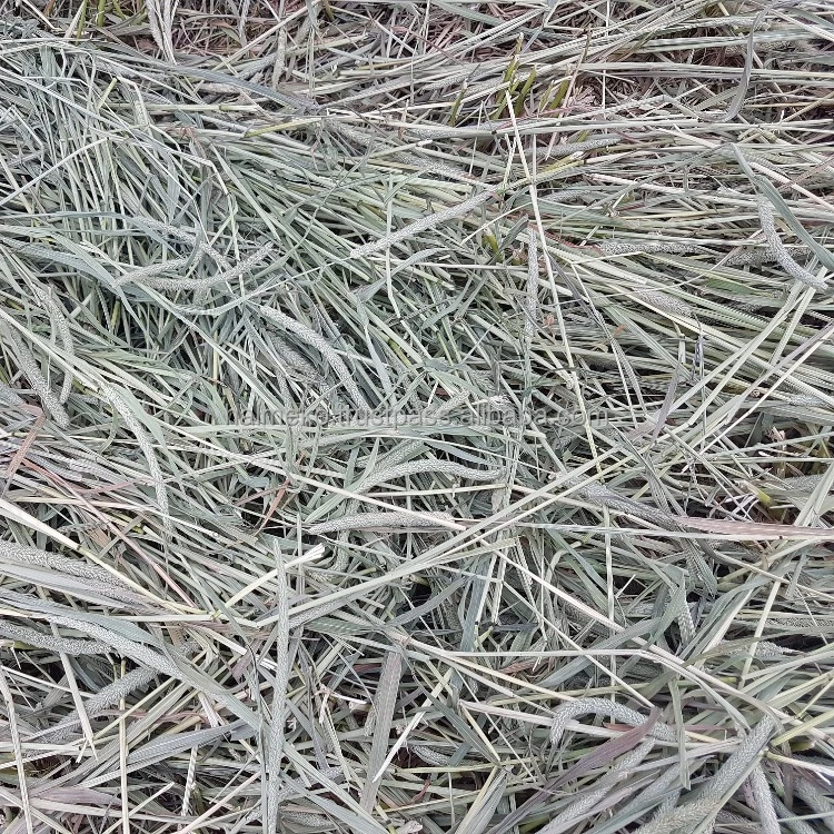 
Timothy hay / dry hay 
