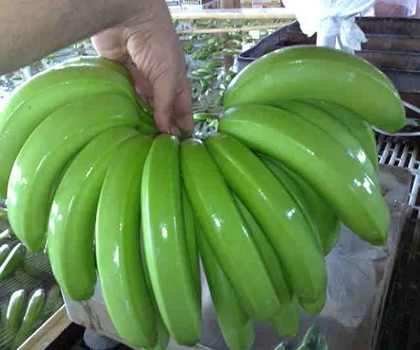 
Fresh Long Green Cavendish Banana Exporters In South Africa 