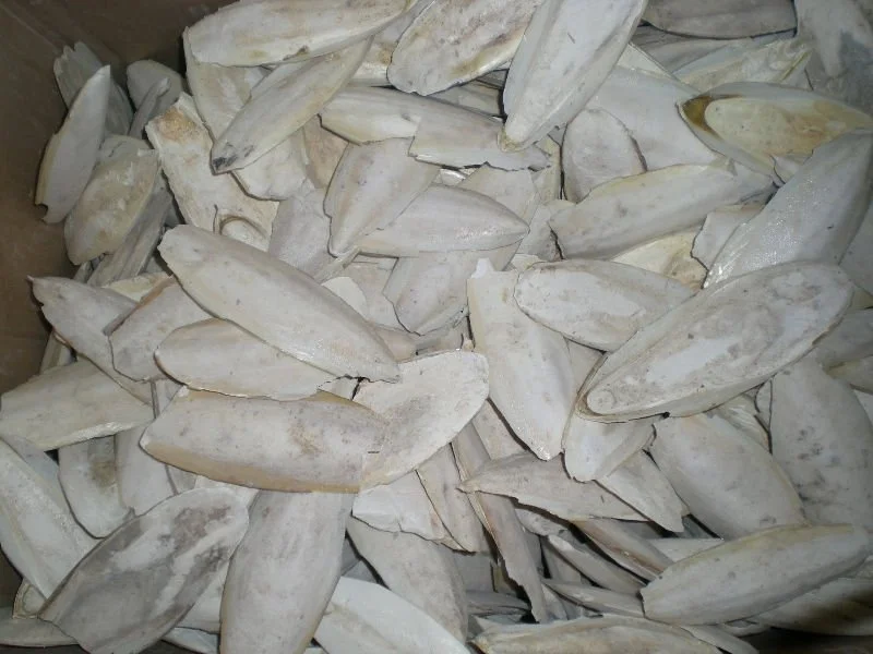 
Hot sale dried cuttlefish bone/ cuttlefish from factory( MS.HOLIDAY Whatsapp +84-845-639-639 ) 