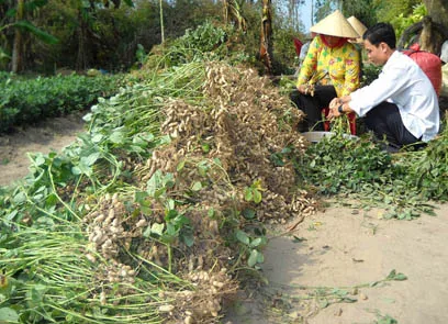 Хит продаж во Вьетнаме, арахисовое масло для импортеров/100% натуральное/Whatsapp: + 84 845 639 639