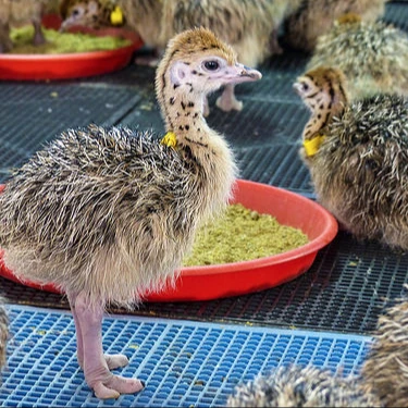 
Wholesale Ostrich Chicks for sale /Red and Black neck Ostrich for sale/Live Ostrich Birds 
