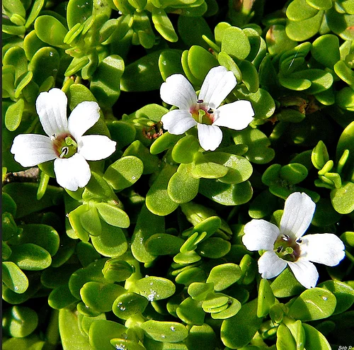 Pure Bacopa Monnieri extract 20% water hyssop Brahmi thyme leaved Gratiola herb of grace Indian pennywort