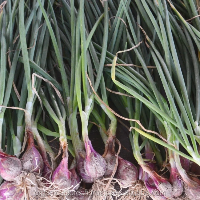 Organic crop Yield Boosters onion importers in singapore