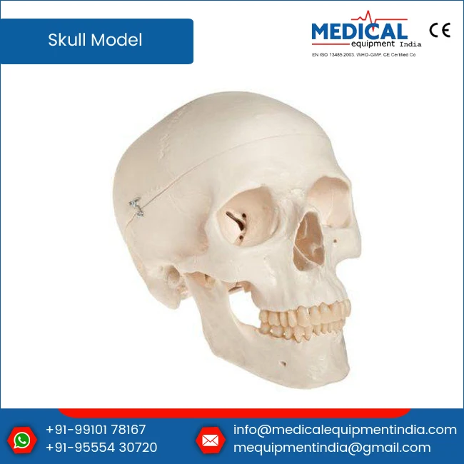 Adult PVC Plastic Skull Model for Teaching Resources