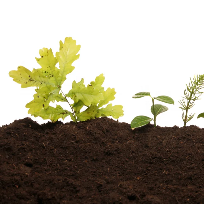 Торфяной мох sphagnum